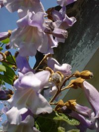 PAULOWNIA TOMENTOSA - PAULOWNIA TOMENTOSA