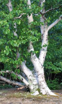 BETULA PAPYRIFERA - BETULA PAPYRIFERA