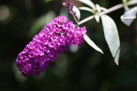 BUDDLEJA DAVIDII - BUDDLEJA DAVIDII