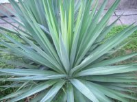 YUCCA FILAMENTOSA - YUCCA FILAMENTOSA