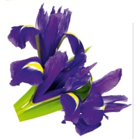 STICKER PERETE FLORI DE IRIS VIOLET - STICKER PERETE FLORI DE IRIS VIOLET