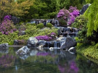 FOTOTAPET CASCADA CU FLORI VIOLET - FOTOTAPET CASCADA CU FLORI VIOLET