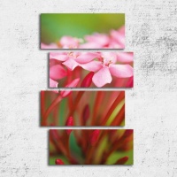 TABLOURI FLORI ROZ - POEZIE DE PRIMAVARA - TABLOURI FLORI ROZ - POEZIE DE PRIMAVARA