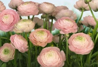 FOTOTAPET FLORAL - FLORI BUTTERCUPS - FOTOTAPET FLORAL - FLORI BUTTERCUPS