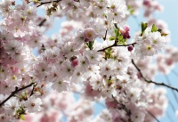 FOTOTAPET FLORI DE CIRES - PRIMAVARA - FOTOTAPET FLORI DE CIRES - PRIMAVARA