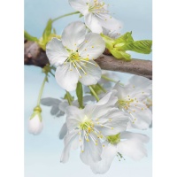 FOTOTAPET FLORI - INFLORIREA MERILOR - FOTOTAPET FLORI - INFLORIREA MERILOR