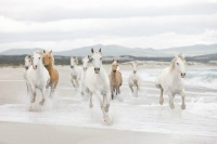 FOTOTAPET CAI - LIBERTATEA ANIMALELOR - FOTOTAPET CAI - LIBERTATEA ANIMALELOR