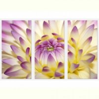 TABLOURI LUMINOASE - SET - FLOAREA SE DESCHIDE - TABLOURI LUMINOASE - SET - FLOAREA SE DESCHIDE