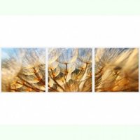 TABLOURI LUMINOASE - SET - PAPADIE - TABLOURI LUMINOASE - SET - PAPADIE