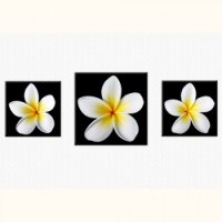TABLOURI LUMINOASE - SET - PLUMERIA - TABLOURI LUMINOASE - SET - PLUMERIA