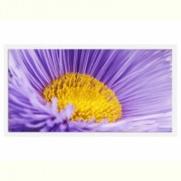 TABLOU LUMINOS - FLOARE MACRO - TABLOU LUMINOS - FLOARE MACRO