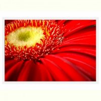 TABLOU LUMINOS - GERBERA ROSIE - TABLOU LUMINOS - GERBERA ROSIE