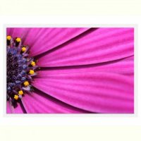 TABLOU LUMINOS - PETALE VIOLET - TABLOU LUMINOS - PETALE VIOLET