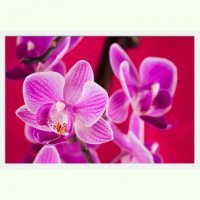 TABLOU LUMINOS - ORHIDEE VIOLET - TABLOU LUMINOS - ORHIDEE VIOLET