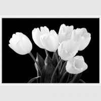TABLOU LUMINOS - BUCHET LALELE ALBE - TABLOU LUMINOS - BUCHET LALELE ALBE