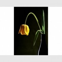TABLOU LUMINOS - LALEA - TABLOU LUMINOS - LALEA