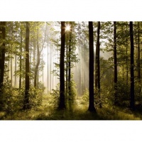 FOTOTAPET MORNING FOREST - FOTOTAPET MORNING FOREST