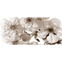 FOTOTAPET ORHIDEE ALBE SEPIA - FOTOTAPET ORHIDEE ALBE SEPIA