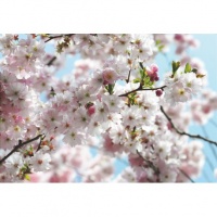 FOTOTAPET FLORI DE CIRES HANAMI - FOTOTAPET FLORI DE CIRES HANAMI