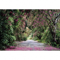 FOTOTAPET WICKLOW PARK - FOTOTAPET WICKLOW PARK