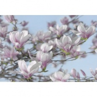 FOTOTAPET MAGNOLII - FOTOTAPET MAGNOLII