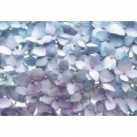 FOTOTAPET HORTENSII BLEU - FOTOTAPET HORTENSII BLEU