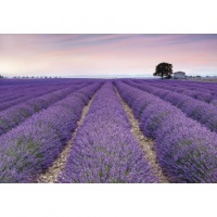 FOTOTAPET LAVANDA PROVENCE - FOTOTAPET LAVANDA PROVENCE