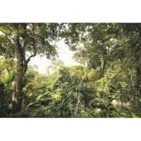 FOTOTAPET PADURE TROPICALA - FOTOTAPET PADURE TROPICALA