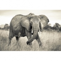 FOTOTAPET ELEFANT IN SAVANA - FOTOTAPET ELEFANT IN SAVANA