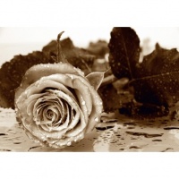 FOTOTAPET TRANDAFIR SEPIA - FOTOTAPET TRANDAFIR SEPIA