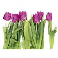 FOTOTAPET LALELE VIOLET - FOTOTAPET LALELE VIOLET