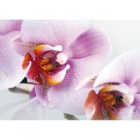 FOTOTAPET FLORAL ORHIDEE ALB-VIOLET - FOTOTAPET FLORAL ORHIDEE ALB-VIOLET