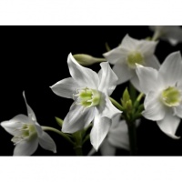 FOTOTAPET FLORAL - CRINI DE AMAZON - FOTOTAPET FLORAL - CRINI DE AMAZON