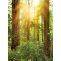 FOTOTAPET PADURE DE SEQUOIA - FOTOTAPET PADURE DE SEQUOIA