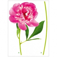 DECOR PERETE BUJOR ROZ - DECOR PERETE BUJOR ROZ