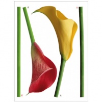 DECOR PERETE CALE - DECOR PERETE CALE