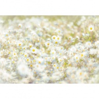 FOTOTAPET FLORAL MARGARETE - FOTOTAPET FLORAL MARGARETE