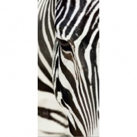 FOTOTAPET ANIMALE - ZEBRA - FOTOTAPET ANIMALE - ZEBRA