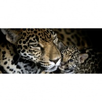 FOTOTAPET ANIMALE - PUI DE LEOPARD - FOTOTAPET ANIMALE - PUI DE LEOPARD
