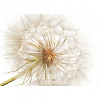 FOTOTAPET FLORAL PAPADIE - FOTOTAPET FLORAL PAPADIE