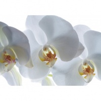 FOTOTAPET LIVING ORHIDEE ALBE - FOTOTAPET LIVING ORHIDEE ALBE