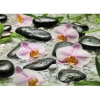 FOTOTAPET ZEN ORHIDEE - FOTOTAPET ZEN ORHIDEE