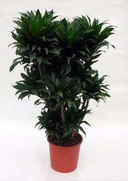 PLANTA DECORATIVA DRACENA COMPACTA