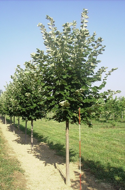 ARBORI, ARBUSTI, GARD VIU, GAZON RULOU LA PRETURI EXCEPTIONALE