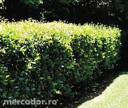 VINDEM LIGUSTRUM