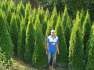 THUJA OCCIDENTALIS 