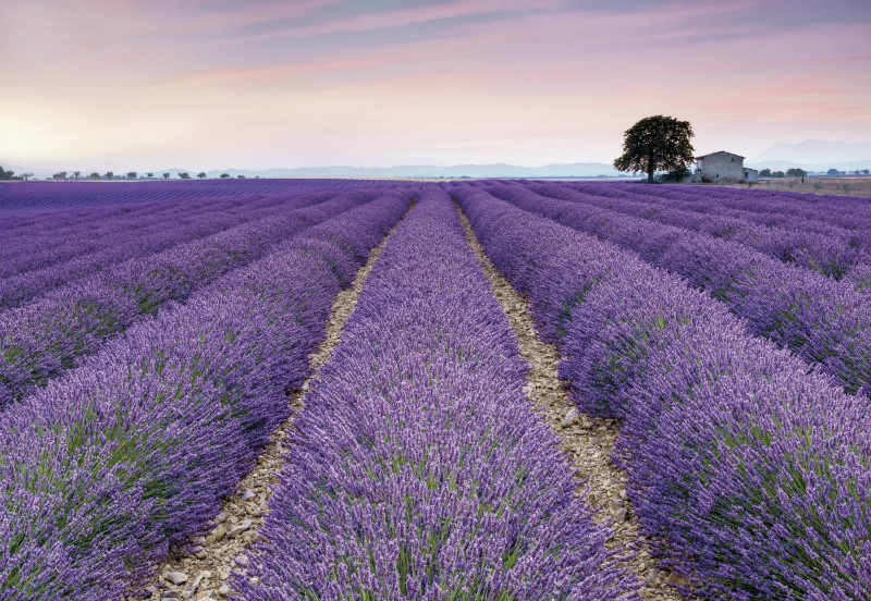 FOTOTAPET FLORI LAVANDA PROVENCE VLIES