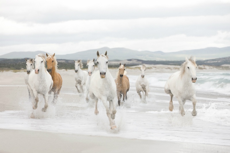 FOTOTAPET ANIMALE – LIBERTATEA CAILOR SALBATICI