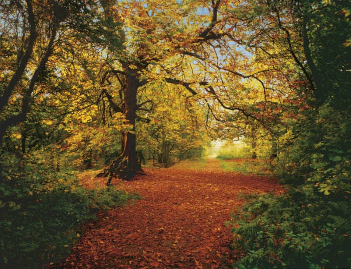 FOTOTAPET NATURA – TOAMNA IN PADURE