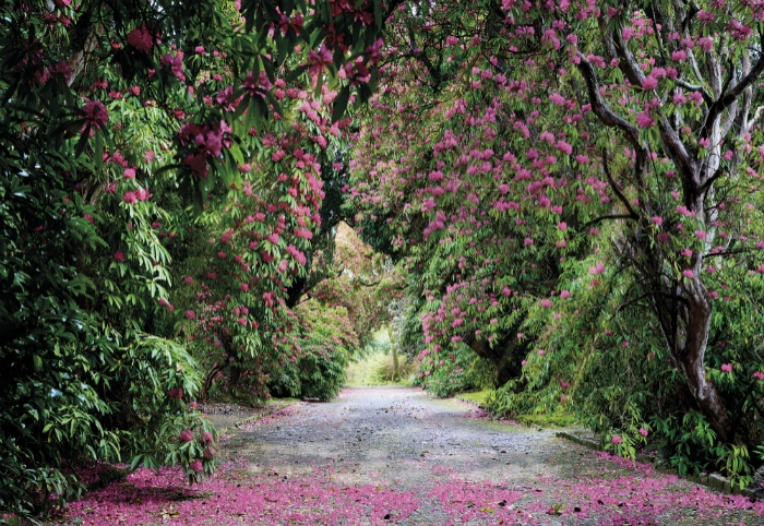 FOTOTAPET PEISAJ PARCUL NATIONAL WICKLOW